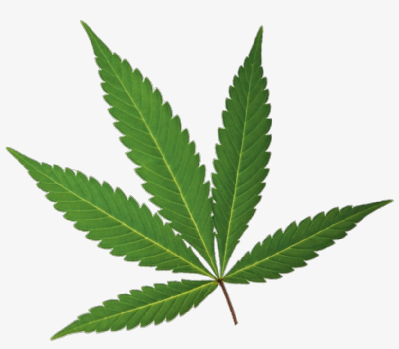 Detail Weed Leaf Transparent Nomer 44