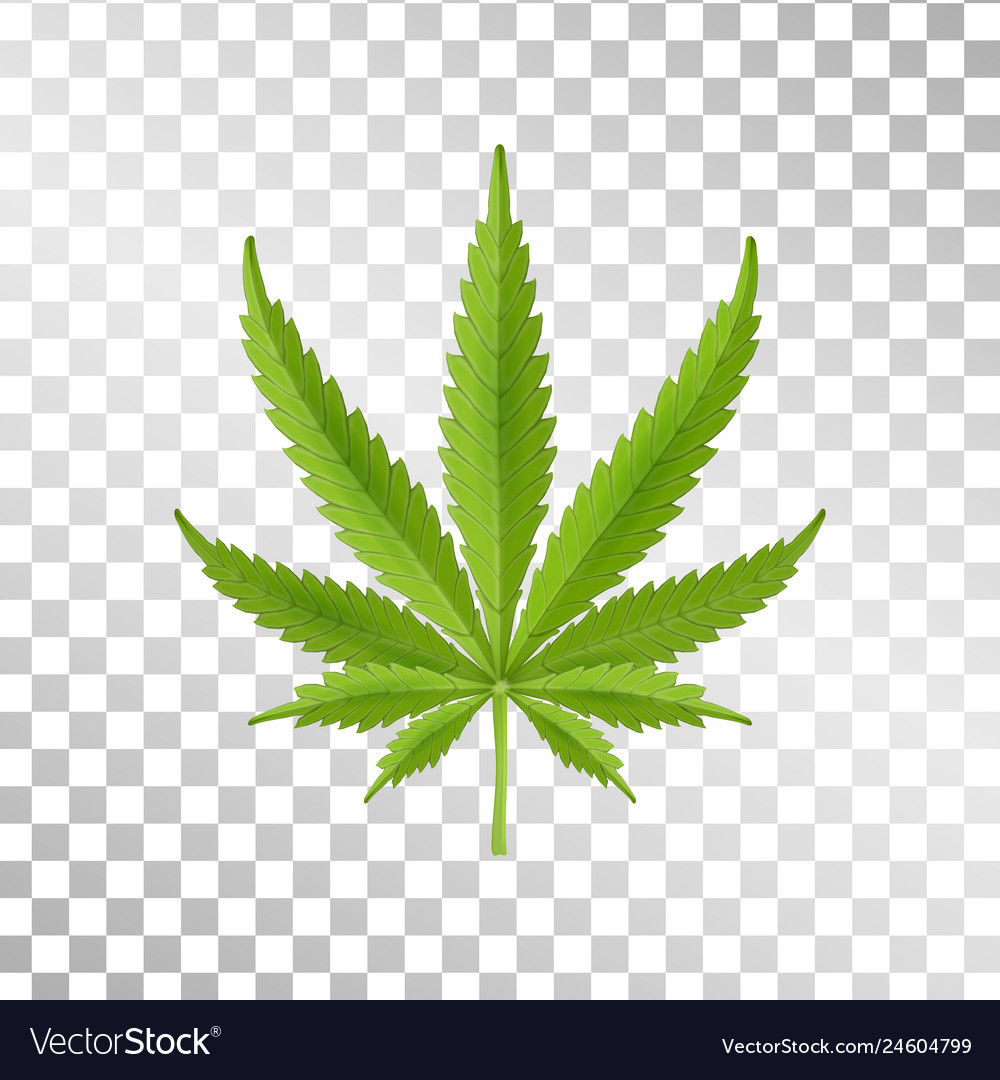 Detail Weed Leaf Transparent Background Nomer 6