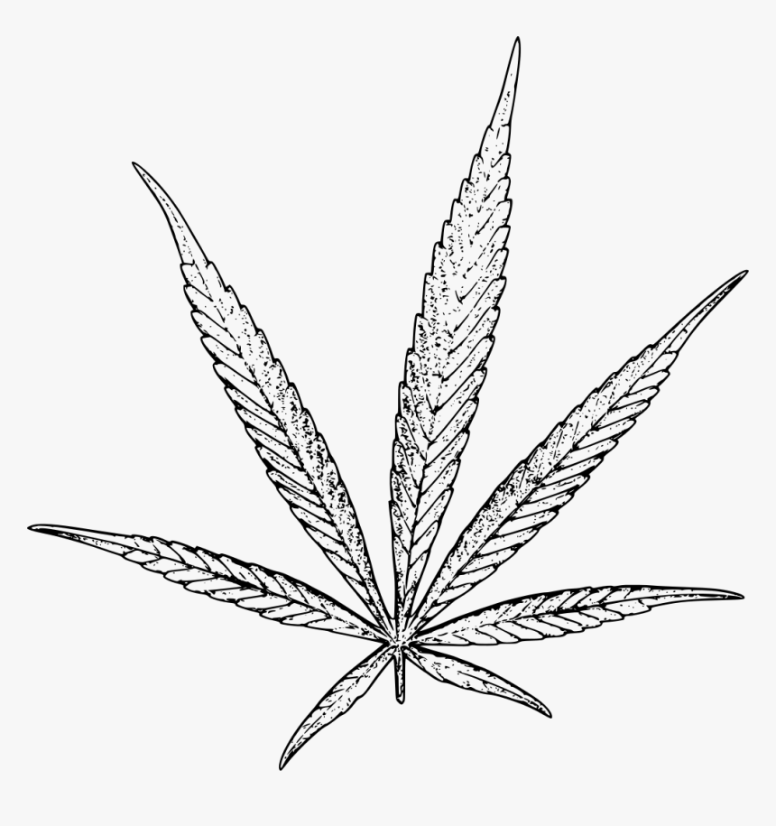 Detail Weed Leaf Transparent Png Nomer 24