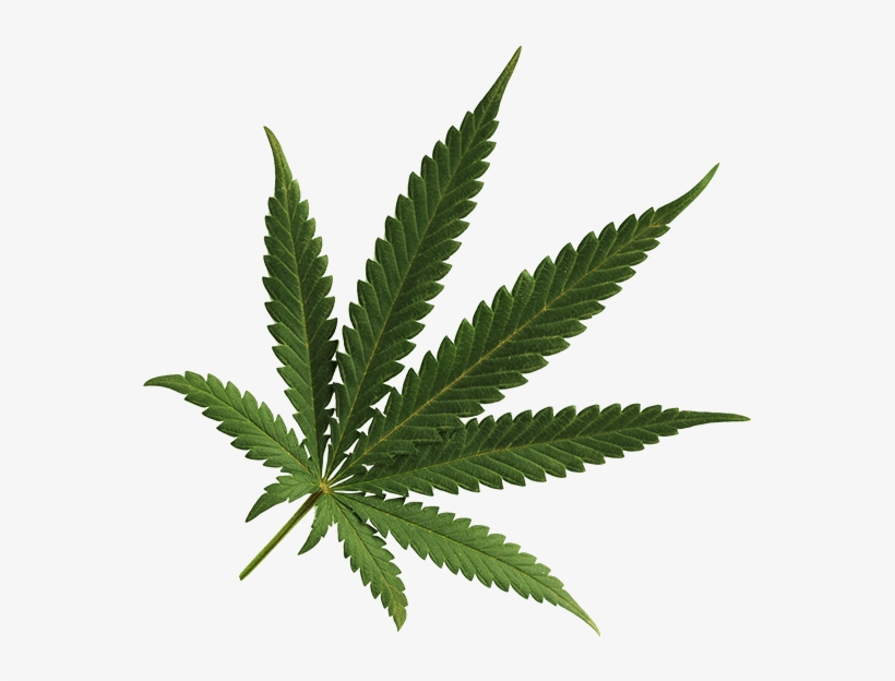 Detail Weed Leaf Transparent Png Nomer 27