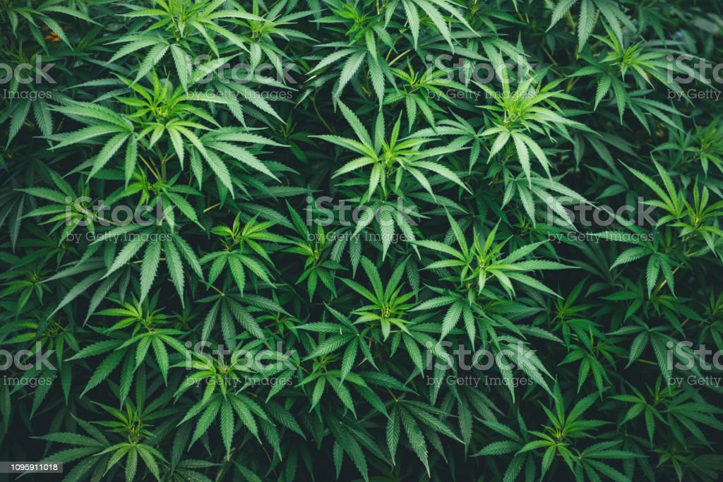 Detail Weed Picture Download Nomer 31