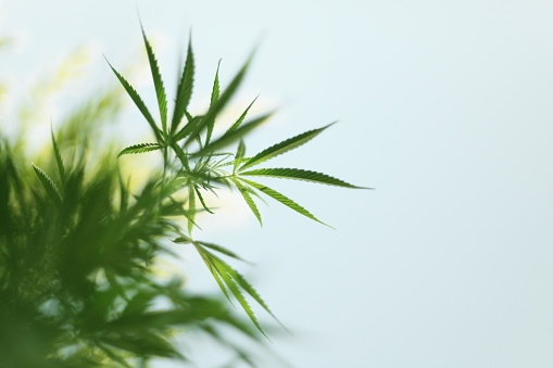 Detail Weed Picture Download Nomer 37