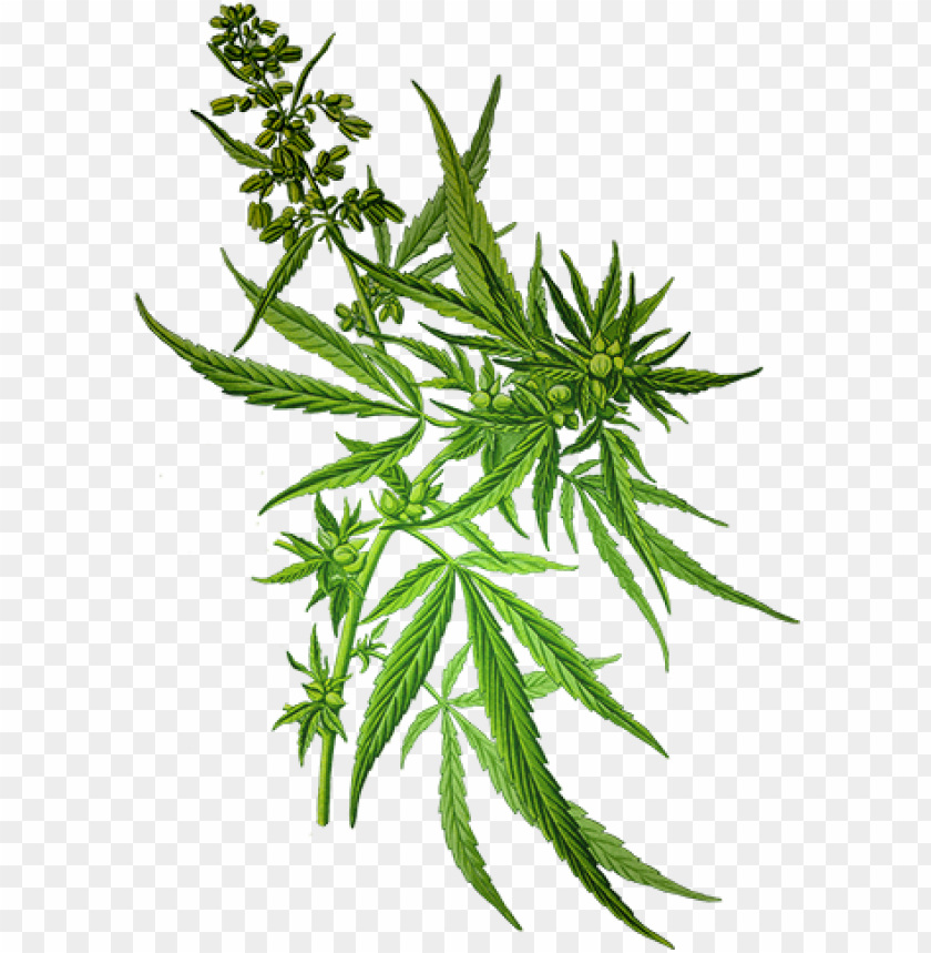 Detail Weed Picture Download Nomer 47