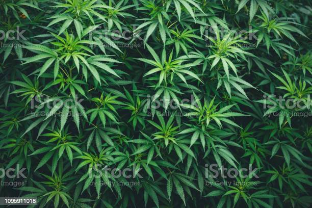 Detail Weed Pictures Download Nomer 14