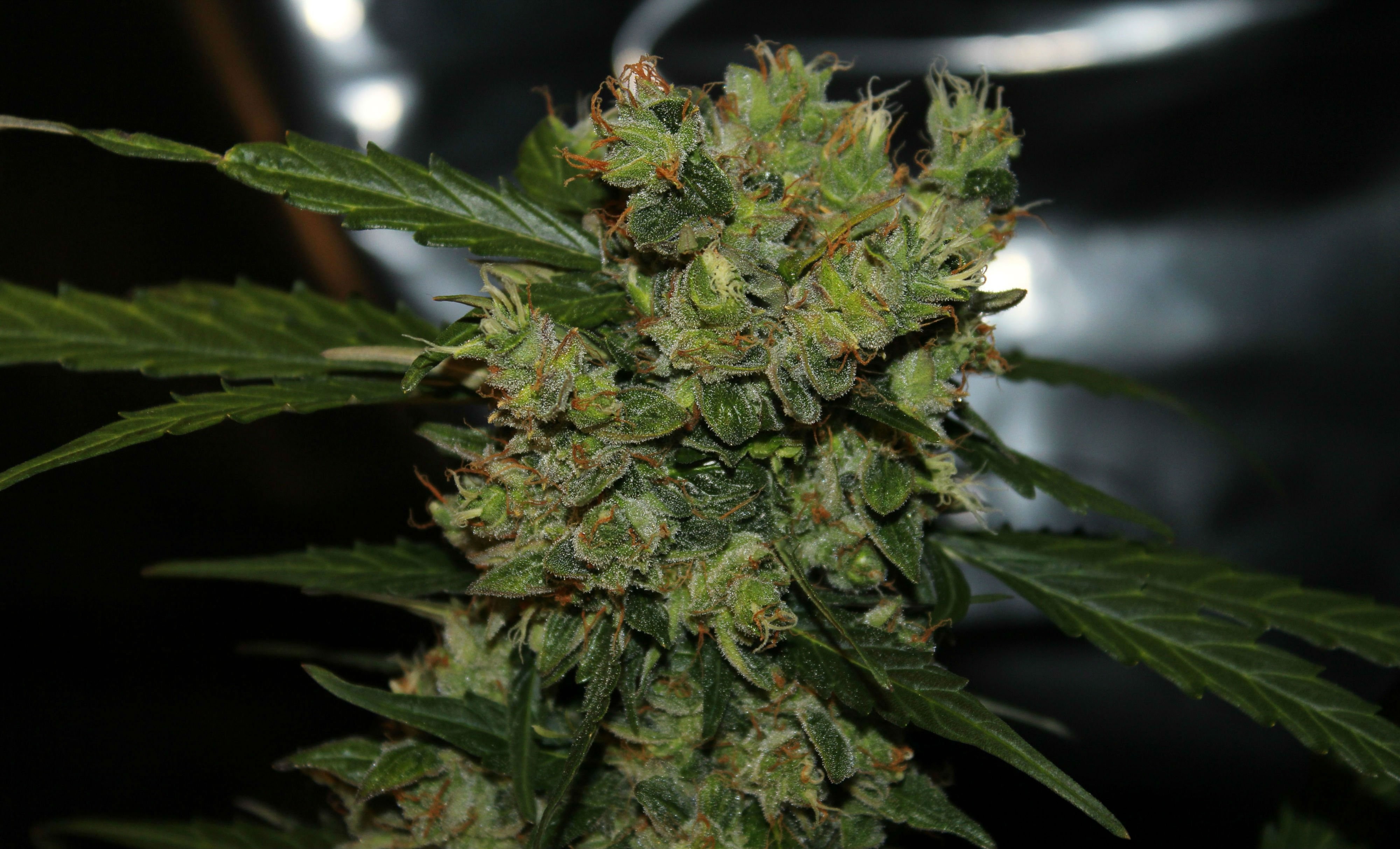 Detail Weed Pictures Hd Nomer 48