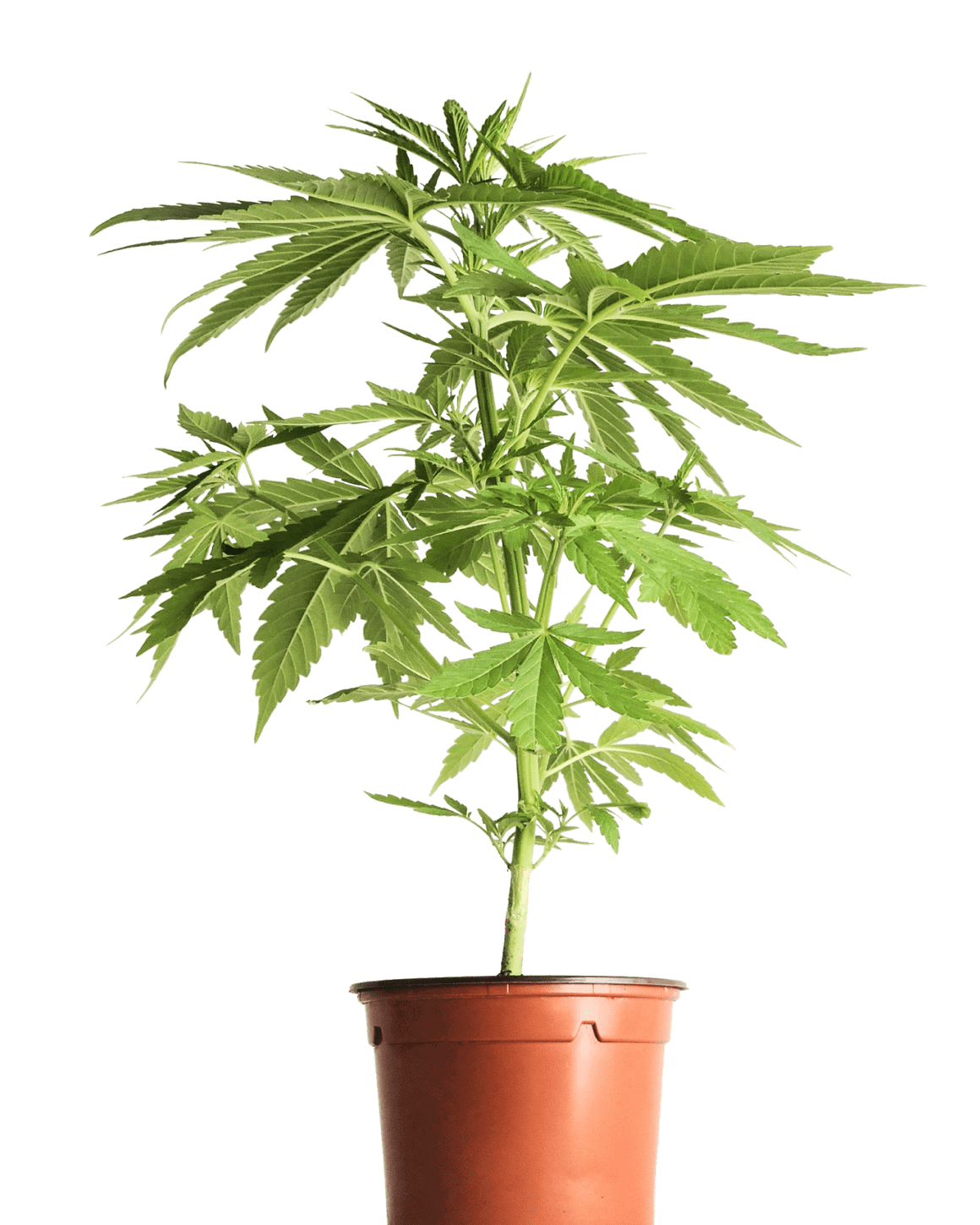Detail Weed Plant Transparent Nomer 46