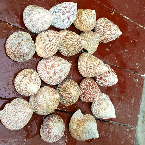 Detail Siput Laut Besar Nomer 33