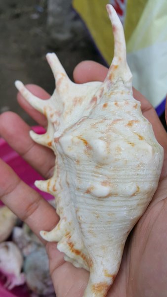 Detail Siput Laut Besar Nomer 50