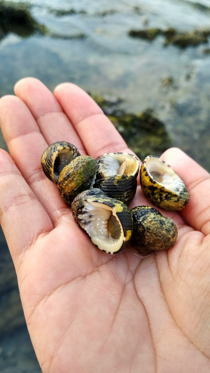 Detail Siput Laut Yang Bisa Dimakan Nomer 9