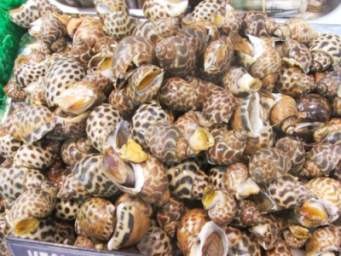 Detail Siput Laut Yang Bisa Dimakan Nomer 10