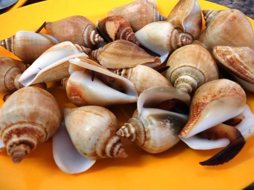 Detail Siput Laut Yang Bisa Dimakan Nomer 11