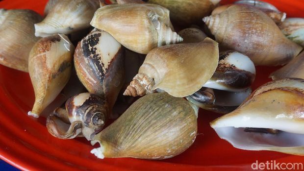 Detail Siput Laut Yang Bisa Dimakan Nomer 16