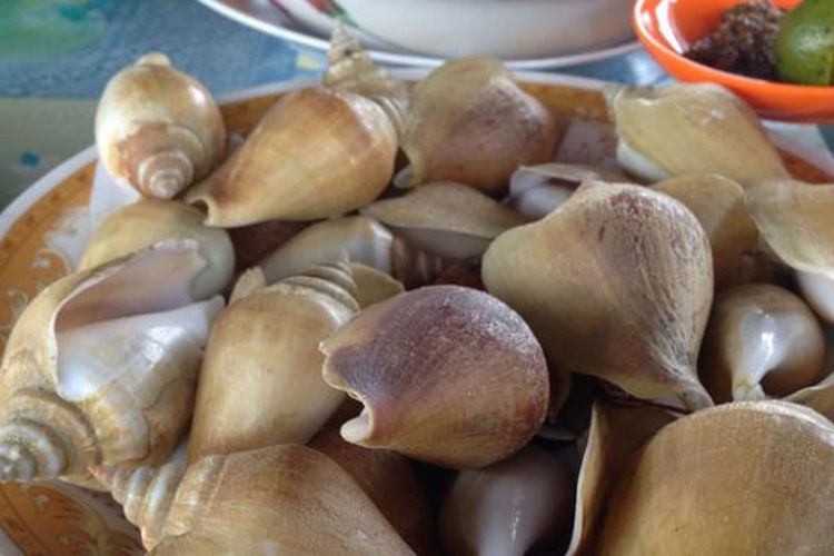 Detail Siput Laut Yang Bisa Dimakan Nomer 2