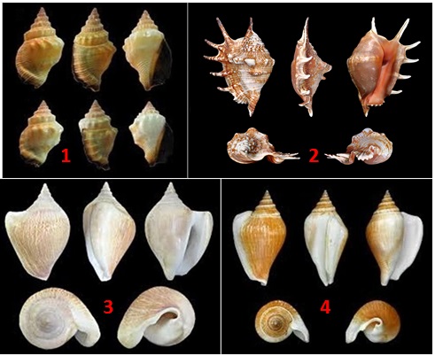 Detail Siput Laut Yang Bisa Dimakan Nomer 19