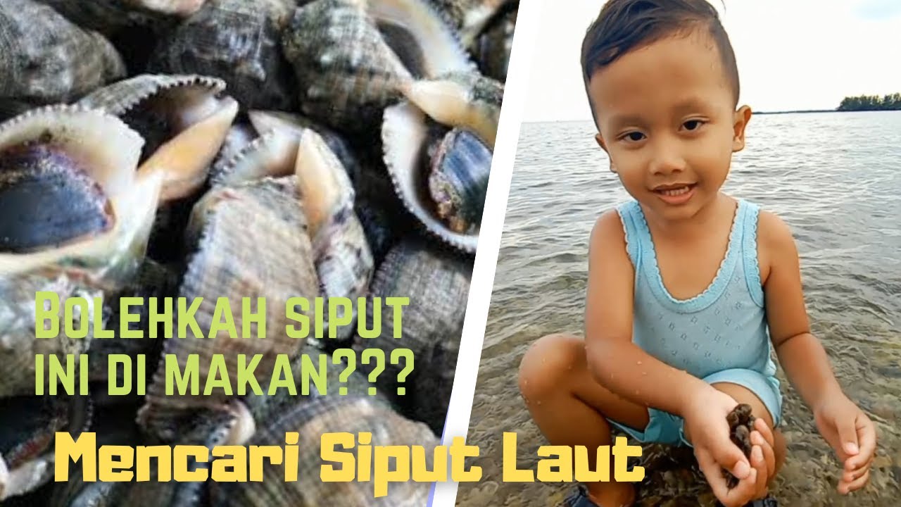 Detail Siput Laut Yang Bisa Dimakan Nomer 26