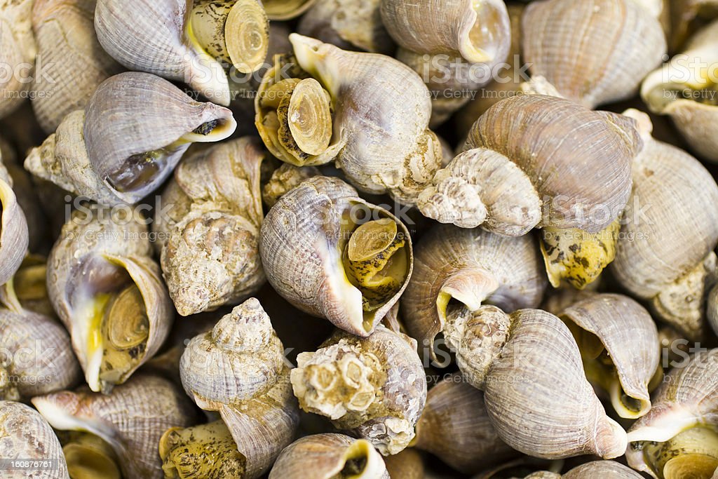 Detail Siput Laut Yang Bisa Dimakan Nomer 40