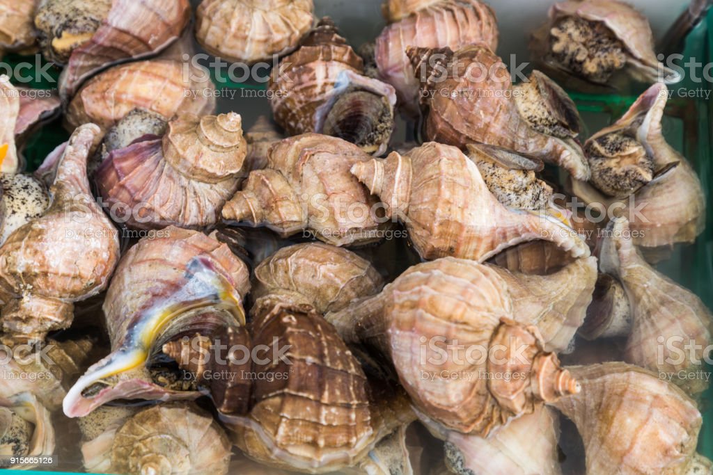 Detail Siput Laut Yang Bisa Dimakan Nomer 6