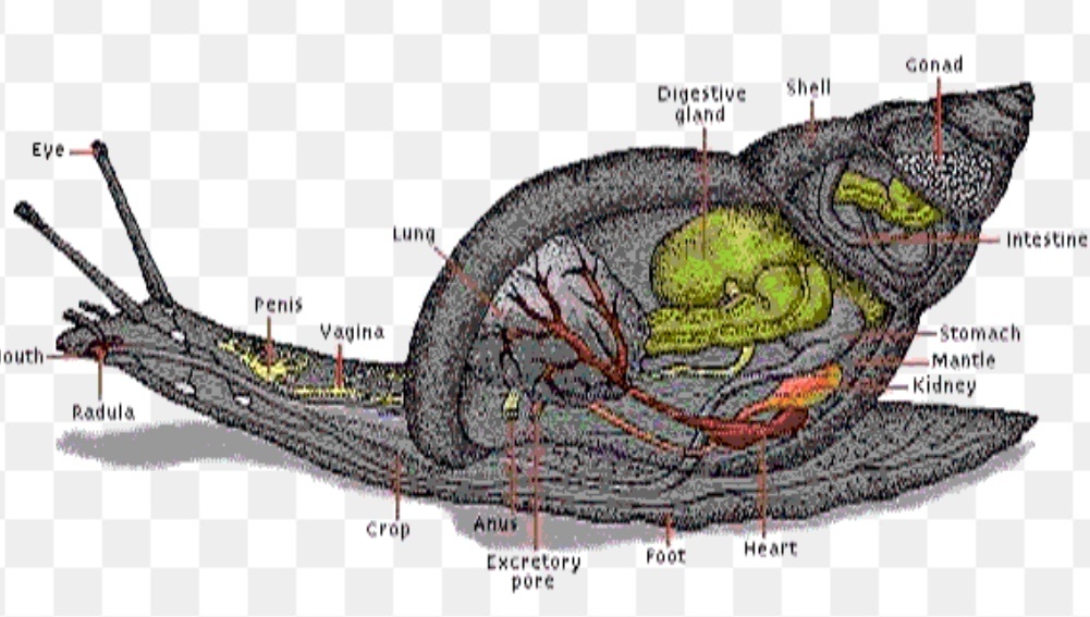 Detail Siput Tanpa Cangkang Nomer 33