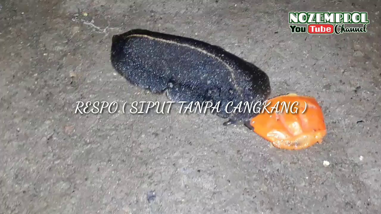 Detail Siput Tanpa Cangkang Nomer 45