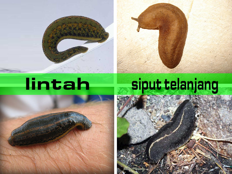 Detail Siput Tanpa Cangkang Nomer 9