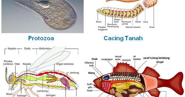 Detail Sistem Ekskresi Cacing Pipih Nomer 14