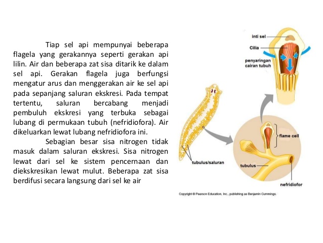 Detail Sistem Ekskresi Cacing Pipih Nomer 17