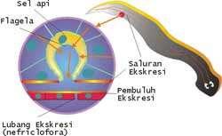 Detail Sistem Ekskresi Cacing Pipih Nomer 24