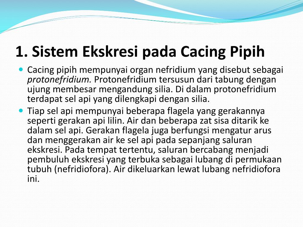 Detail Sistem Ekskresi Cacing Pipih Nomer 26