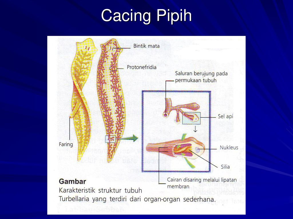 Detail Sistem Ekskresi Cacing Pipih Nomer 4