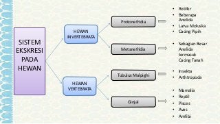 Detail Sistem Ekskresi Cacing Pipih Nomer 29