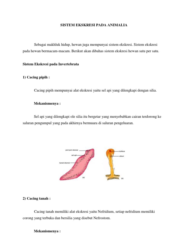 Detail Sistem Ekskresi Cacing Pipih Nomer 30