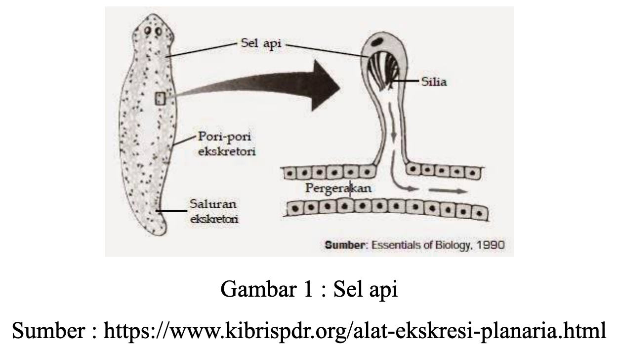 Detail Sistem Ekskresi Cacing Pipih Nomer 5