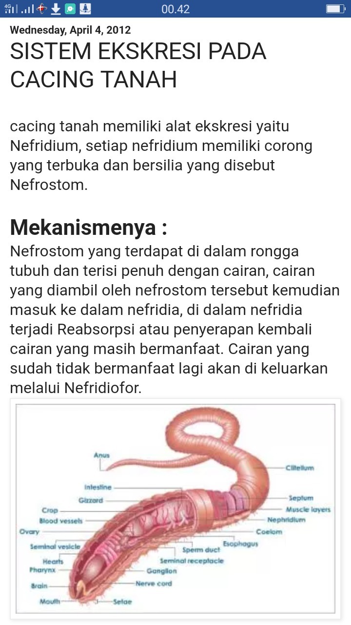 Detail Sistem Ekskresi Cacing Pipih Nomer 42