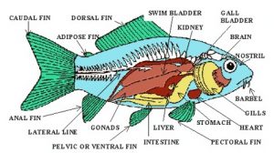 Detail Sistem Ekskresi Cacing Pipih Nomer 44