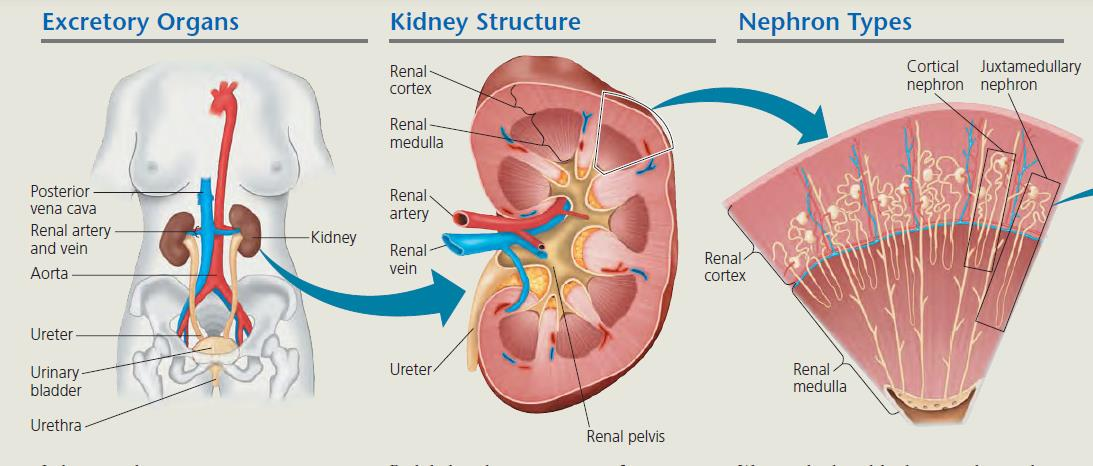 Detail Sistem Ekskresi Cacing Pipih Nomer 52