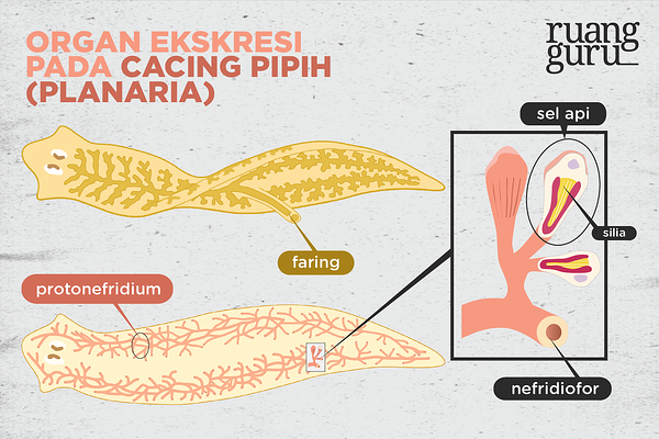 Detail Sistem Ekskresi Cacing Pipih Nomer 6