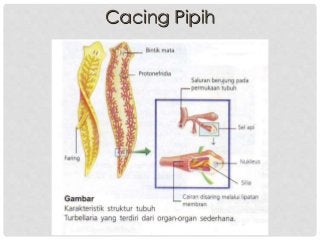 Detail Sistem Ekskresi Cacing Pipih Nomer 7