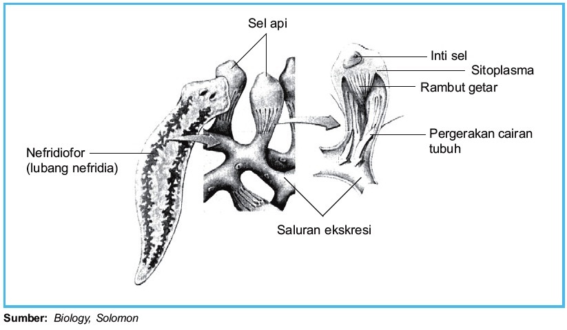 Detail Sistem Ekskresi Cacing Pipih Nomer 9