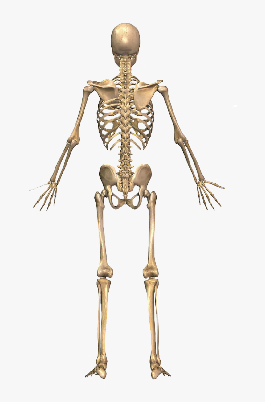 Skeletal System Png - KibrisPDR