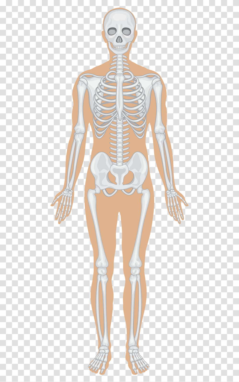 Detail Skeletal System Png Nomer 12