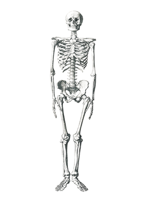 Detail Skeletal System Png Nomer 26