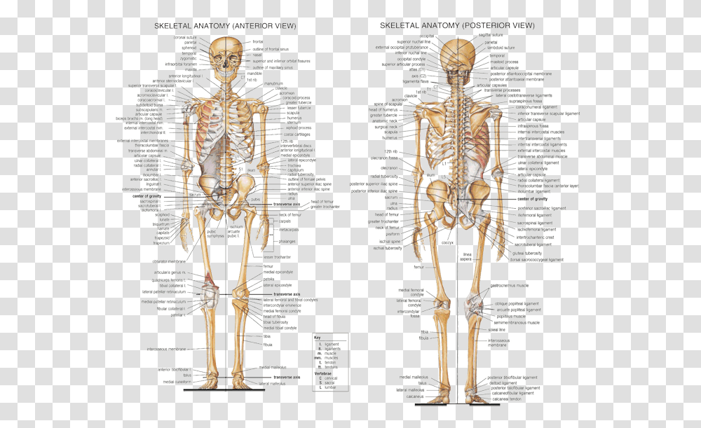 Detail Skeletal System Png Nomer 27
