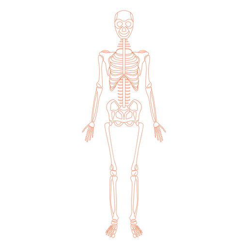 Detail Skeletal System Png Nomer 28