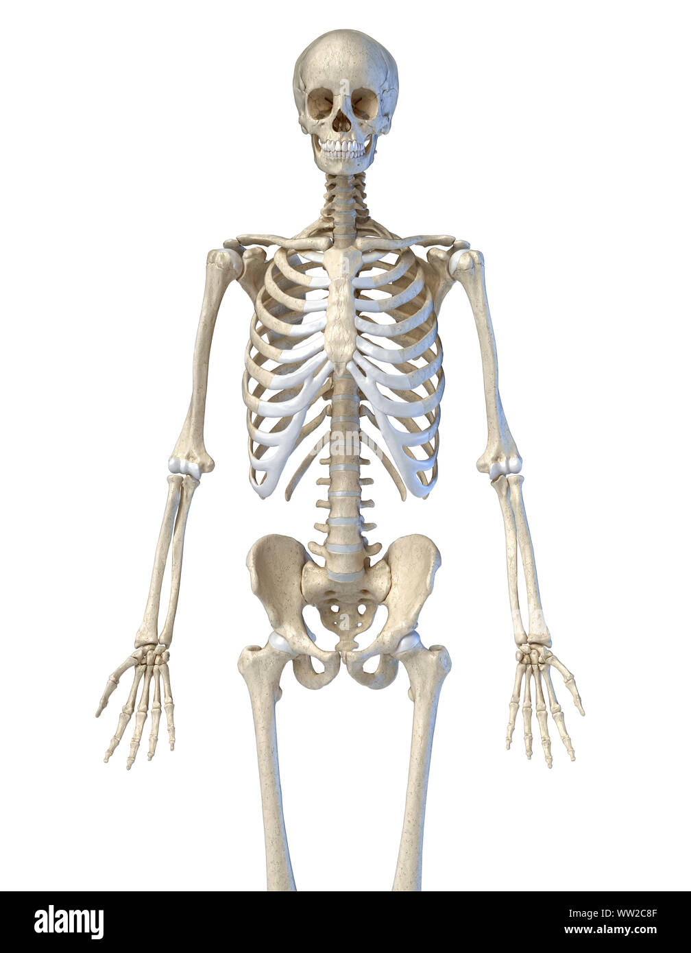 Detail Skeletal System Png Nomer 31