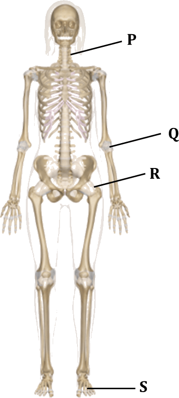 Detail Skeletal System Png Nomer 32