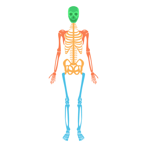 Detail Skeletal System Png Nomer 35