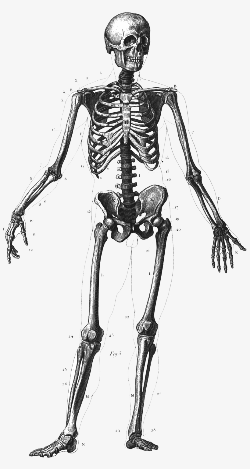 Detail Skeletal System Png Nomer 38