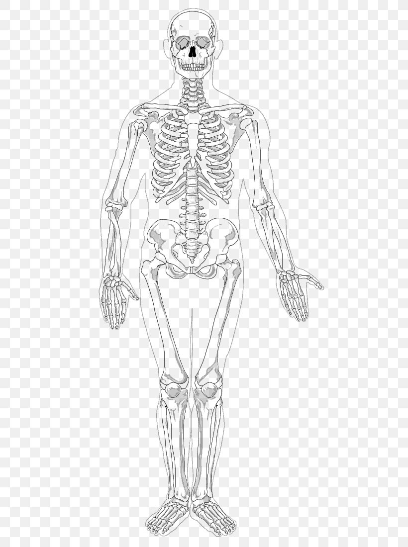 Detail Skeletal System Png Nomer 39