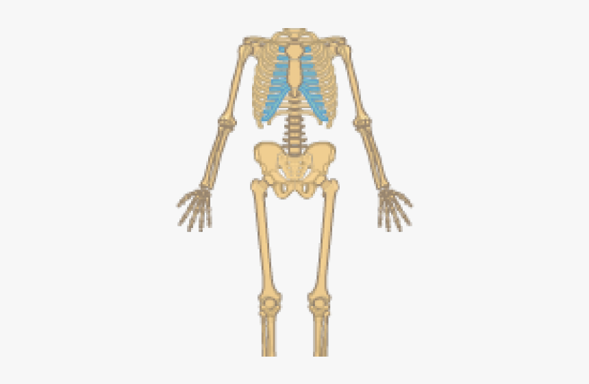 Detail Skeletal System Png Nomer 5