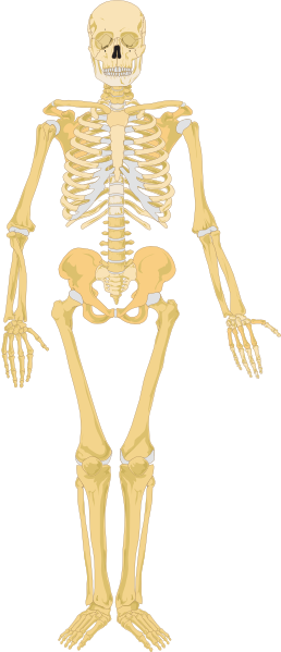 Detail Skeletal System Png Nomer 41